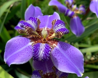 Reginula blue walking iris Starter Plant (ALL STARTER PLANTS require you to purchase 2 plants!)