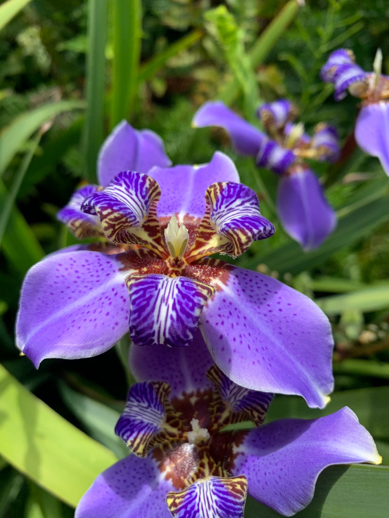 Reginula Blue Walking Iris Starter Plant ALL STARTER PLANTS Etsy