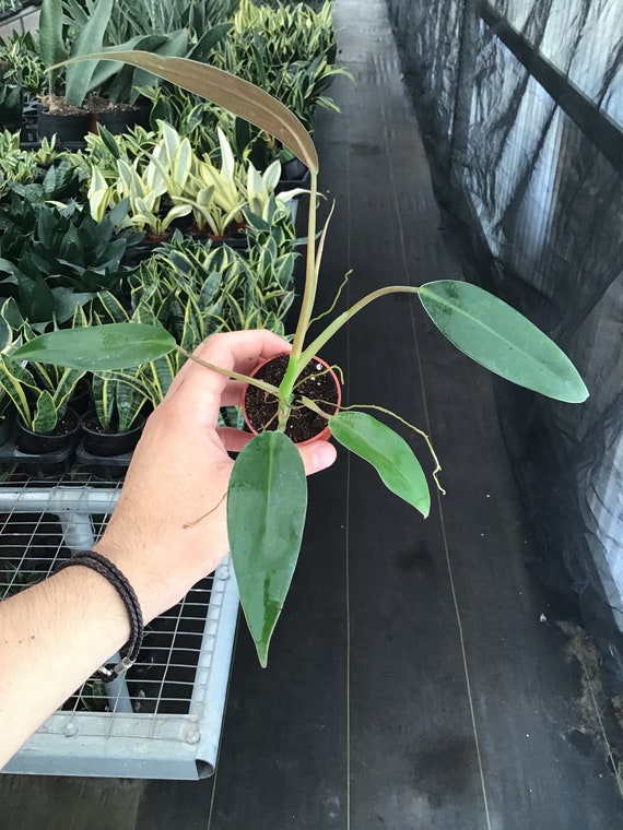 party plant Plant Party for Two