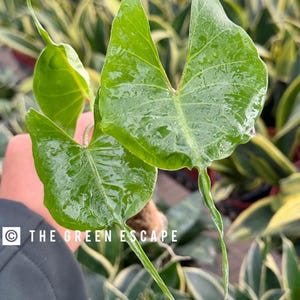 Alocasia Stingray Starter Plant (ALL STARTER PLANTS require you to purchase 2 plants!)