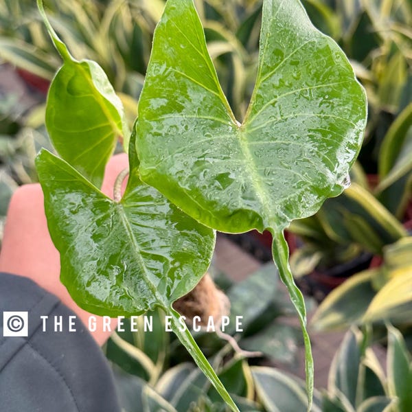 Plante de démarrage Alocasia Stingray (TOUTES LES PLANTES DE DÉMARRAGE nécessitent l'achat de 2 plantes !)
