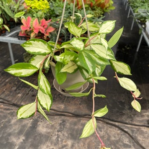 Hoya carnosa exotica tricolor 5”hanging baskets “ALL PLANTS require you to purchase 2 plants!)