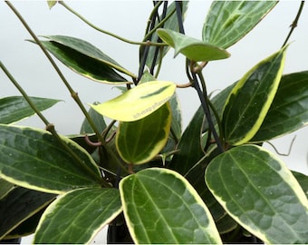 Plante de démarrage panachée Hoya Macrophylla (TOUTES LES PLANTES DE DÉMARRAGE nécessitent l'achat de 2 plantes !)