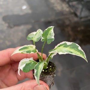 Syngonium Starlite Starter Plant ALL STARTER PLANTS require you to purchase 2 plants image 5