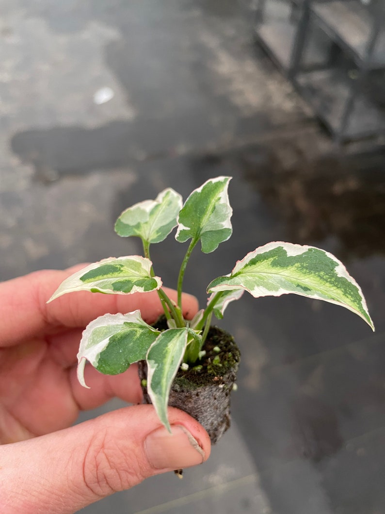Syngonium Starlite Starter Plant ALL STARTER PLANTS require you to purchase 2 plants image 5