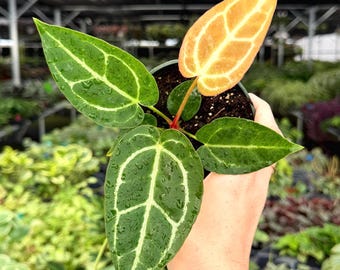 Exact Plant Anthurium Crystal Specific 4” Pot 295FEE | F (All PLANTS require you to purchase 2 plants!)