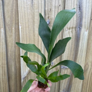 Platycerium Bifurcatum Netherlands Dutch Staghorn Fern Starter Plant ALL STARTER PLANTS require you to purchase 2 plants image 4