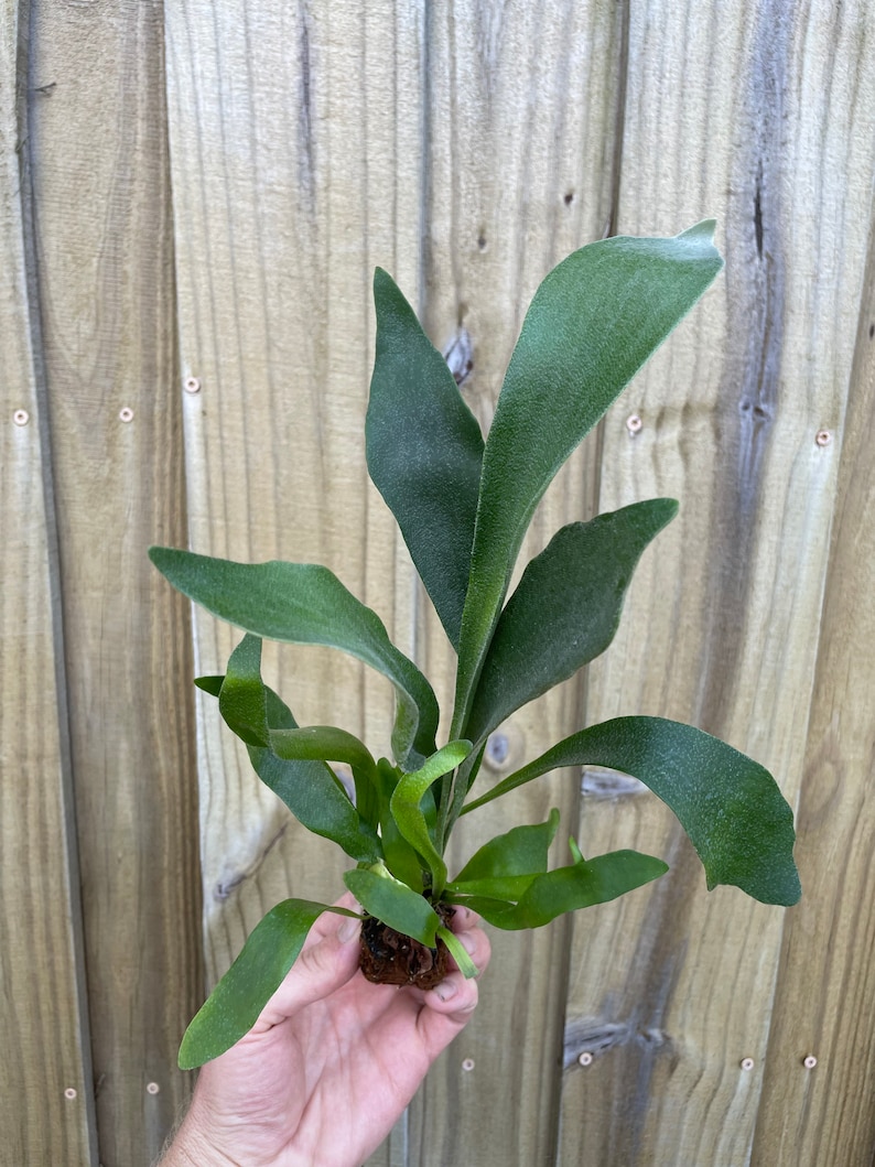 Platycerium Bifurcatum Netherlands Dutch Staghorn Fern Starter Plant ALL STARTER PLANTS require you to purchase 2 plants image 4