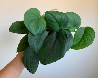 Scindapsus jade satin Starter Plant (ALL STARTER PLANTS require you to purchase 2 plants!)