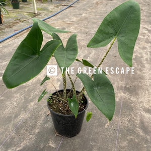 Alocasia Zebrina Starter Plant (ALL STARTER PLANTS require you to purchase 2 plants!)