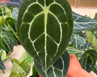 Anthurium forgetii - Jeune plant (TOUS LES JUSQU'À PRÉPARER UN JEU DE DÉPART nécessitent l'achat de 2 plants !)
