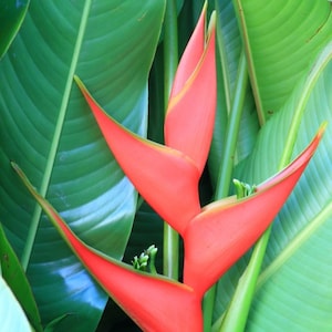 Heliconia Olympic flame Starter Plant (ALL STARTER PLANTS require you to purchase 2 plants!)