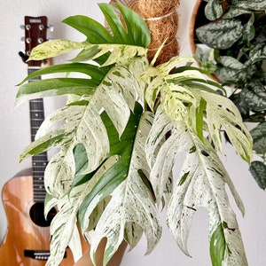 epipremnum pinnatum marble Starter Plant (ALL STARTER PLANTS require you to purchase 2 plants!)