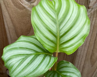 Calathea Orbifolia Starter Plant (ALL STARTER PLANTS require you to purchase 2 plants!)