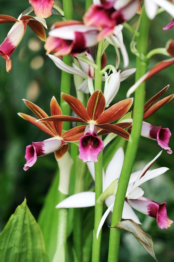Nuns Hood Orchid ( Phaius Tankervilleae ) Starter Plant (ALL