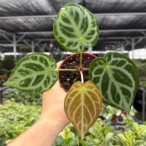 Anthurium Silver Blush X - Etsy