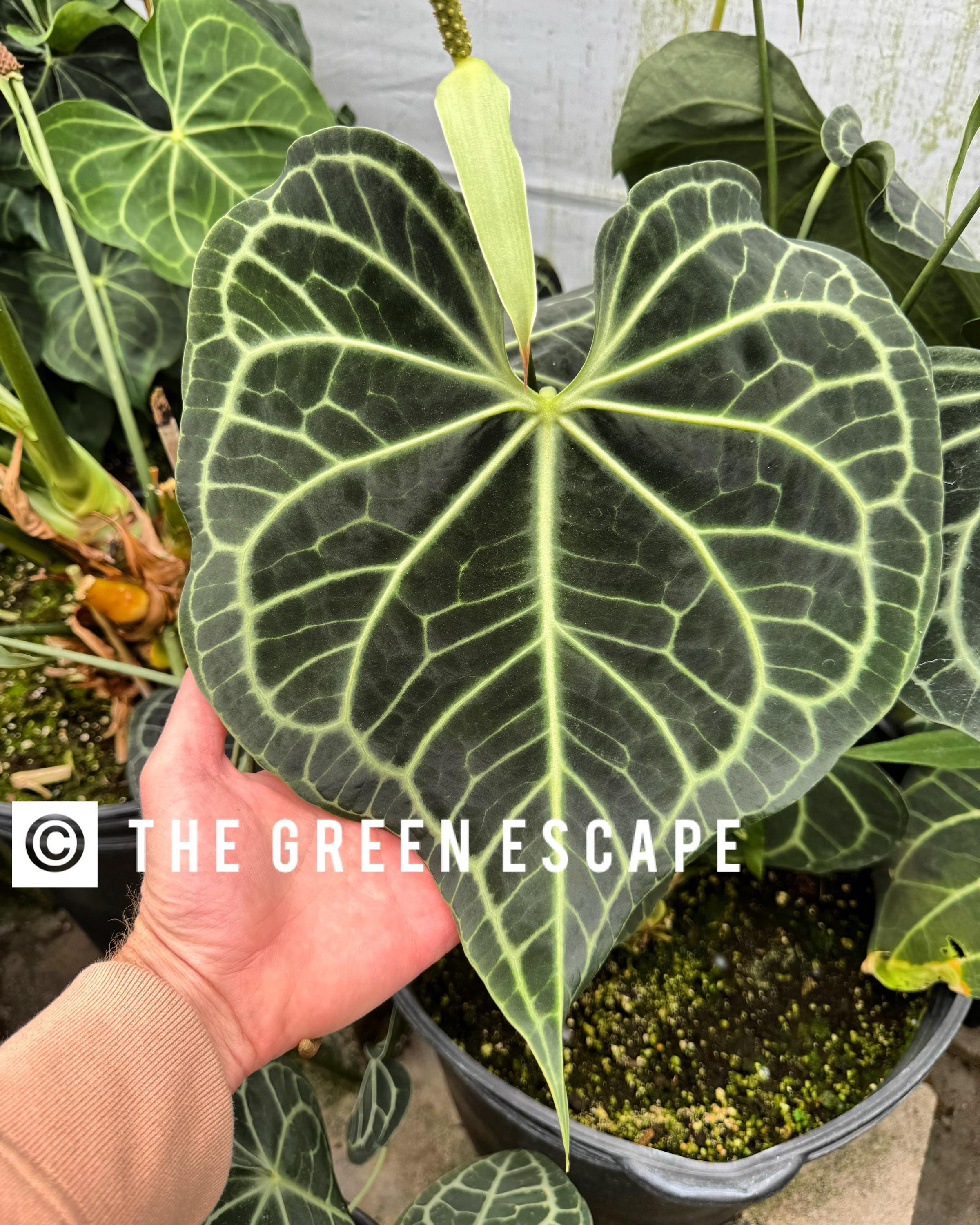 Selectively hybridized Seed Grown Anthurium clarinervium Starter Plant (ALL STARTER PLANTS require you to purchase 2 plants!)