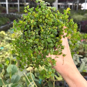 Exact Plant String of Frogs Specific 4” Pot 19984FEE | G/H (All PLANTS require you to purchase 2 plants!)