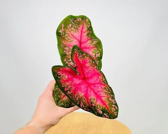 Caladium Alexa Starter Plant (ALL STARTER PLANTS require you to purchase 2 plants!)