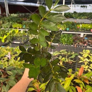 May include: A close-up of a ZZ plant with dark green, glossy leaves. The plant is held in a hand, with other plants visible in the background. The leaves are oval-shaped and arranged along the stem.