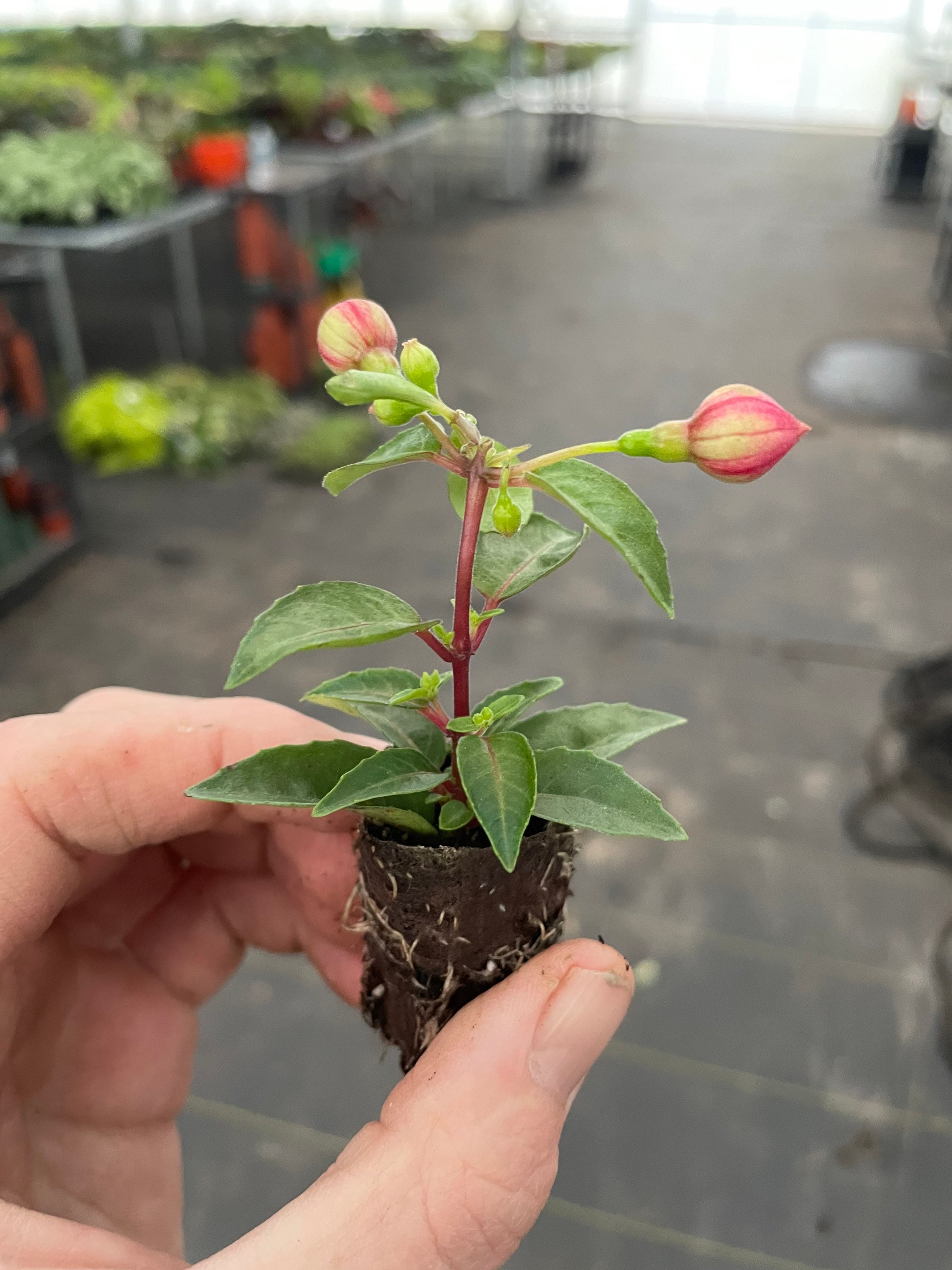 Bella Fuchsia Laura Starter Plant ALL STARTER PLANTS Require - Etsy