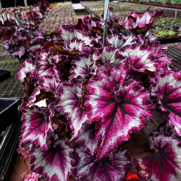 Harmonys strawberry shortcake begonia Starter Plant (ALL STARTER PLANTS require you to purchase 2 plants!)