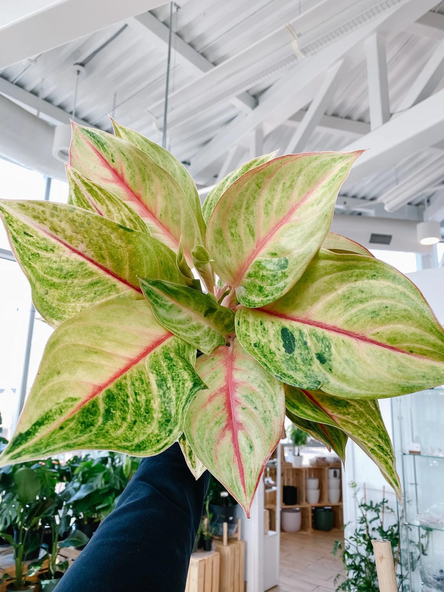 Aglaonema Golden Papaya Starter Plant (ALL STARTER PLANTS Require You to  Purchase 2 Plants!) - Etsy