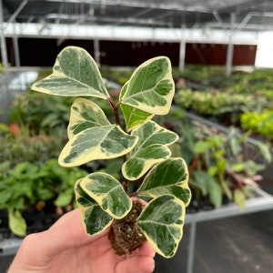 Ficus Triangularis variegated Starter Plant ALL STARTER PLANTS require you to purchase 2 plants image 3