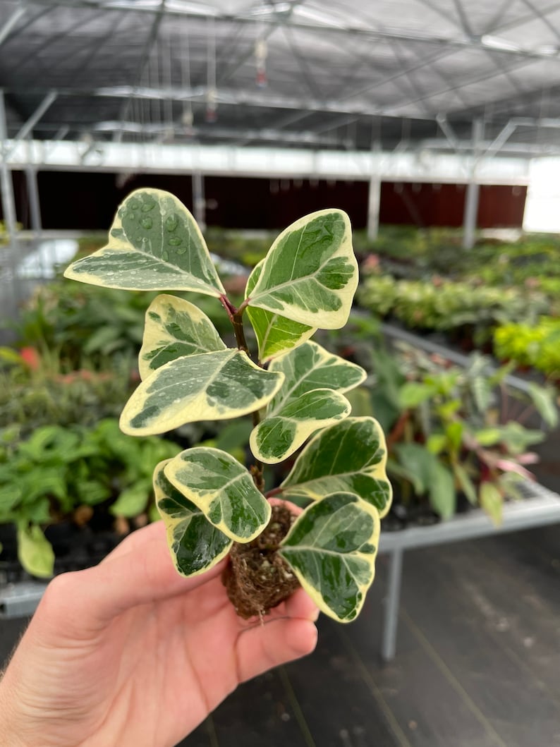 Ficus Triangularis variegated Starter Plant ALL STARTER PLANTS require you to purchase 2 plants image 3