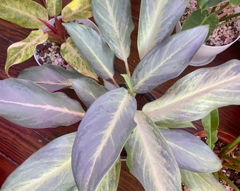 Aglaonema ghost Starter Plant (ALL STARTER PLANTS require you to purchase 2 plants!)