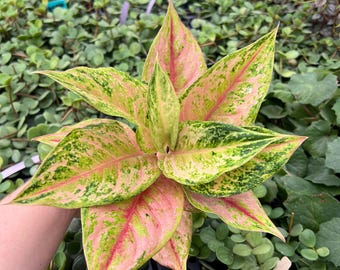 Aglaonema Prakaiphet 4” pot (ALL PLANTS require you to purchase 2 plants!)