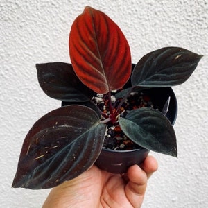 Plante de démarrage homalomena velours noir (TOUTES LES PLANTES DE DÉMARRAGE nécessitent l'achat de 2 plantes !)