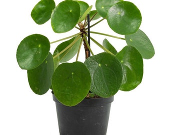 Pilea Peperomioides "Chinese Money Plant / Ufo plant" Starter Plant (ALL STARTER PLANTS require you to purchase 2 plants!)