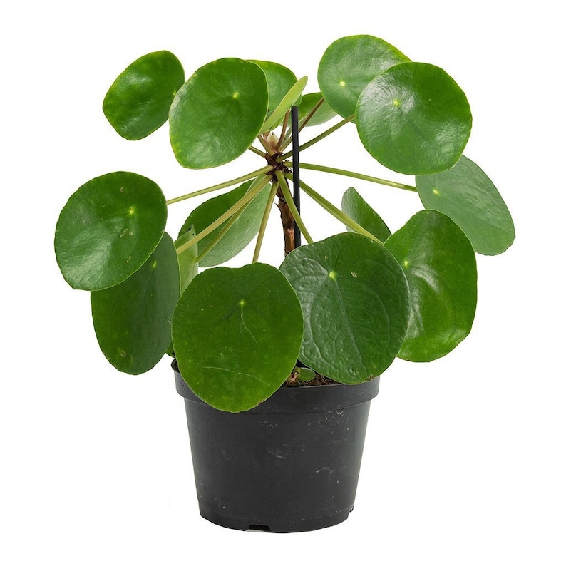 Pilea Peperomioides Chinese Money Plant / Ufo plant Starter Plant ALL STARTER PLANTS require you to purchase 2 plants image 1