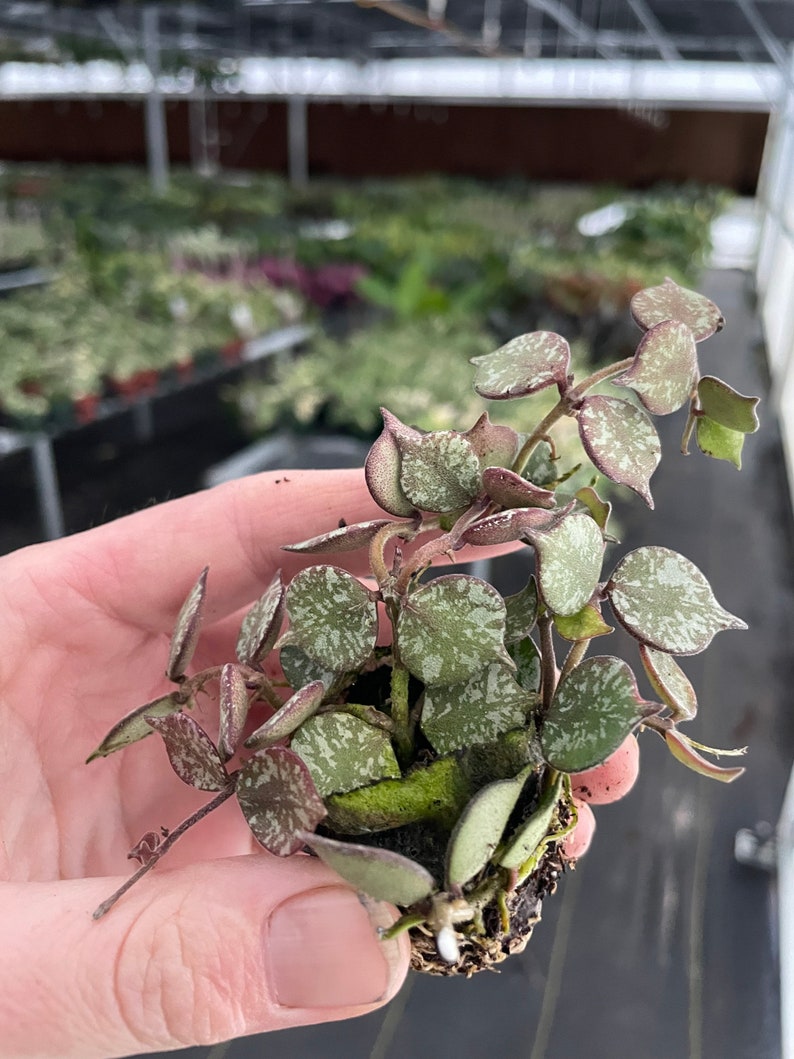 TheGreenEscape Hoya Curtisii Plant - Thumbnail 4