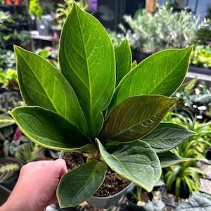 Anthurium cobra Starter Plant (ALL STARTER PLANTS require you to purchase 2 plants!)