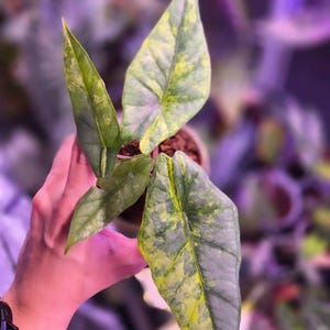 May include: A close-up of a potted plant with large, variegated leaves. The leaves are primarily green with yellow and white patterns. The plant is held in a small, brown pot, and the background is blurred.