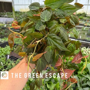 May include: A lush, green plant with heart-shaped leaves, some tinged with red and bronze. The plant is held in a person's hand, with the text "THE GREEN ESCAPE" visible in the lower left corner. The plant is in a greenhouse setting.