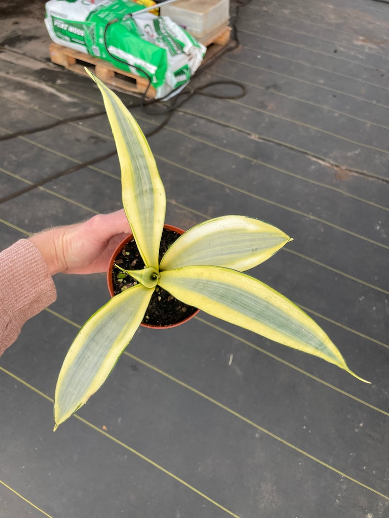 Sansevieria ghost 4pot ALL PLANTS require you to purchase 2 plants image 5