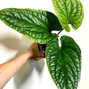 Anthurium Luxurians x radicans Starter Plant (ALL STARTER PLANTS require you to purchase 2 plants!)