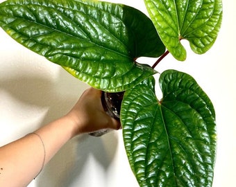 Anthurium Luxurians x radicans starter plant (ALL STARTER PLANTS require you to purchase 2 plants!)
