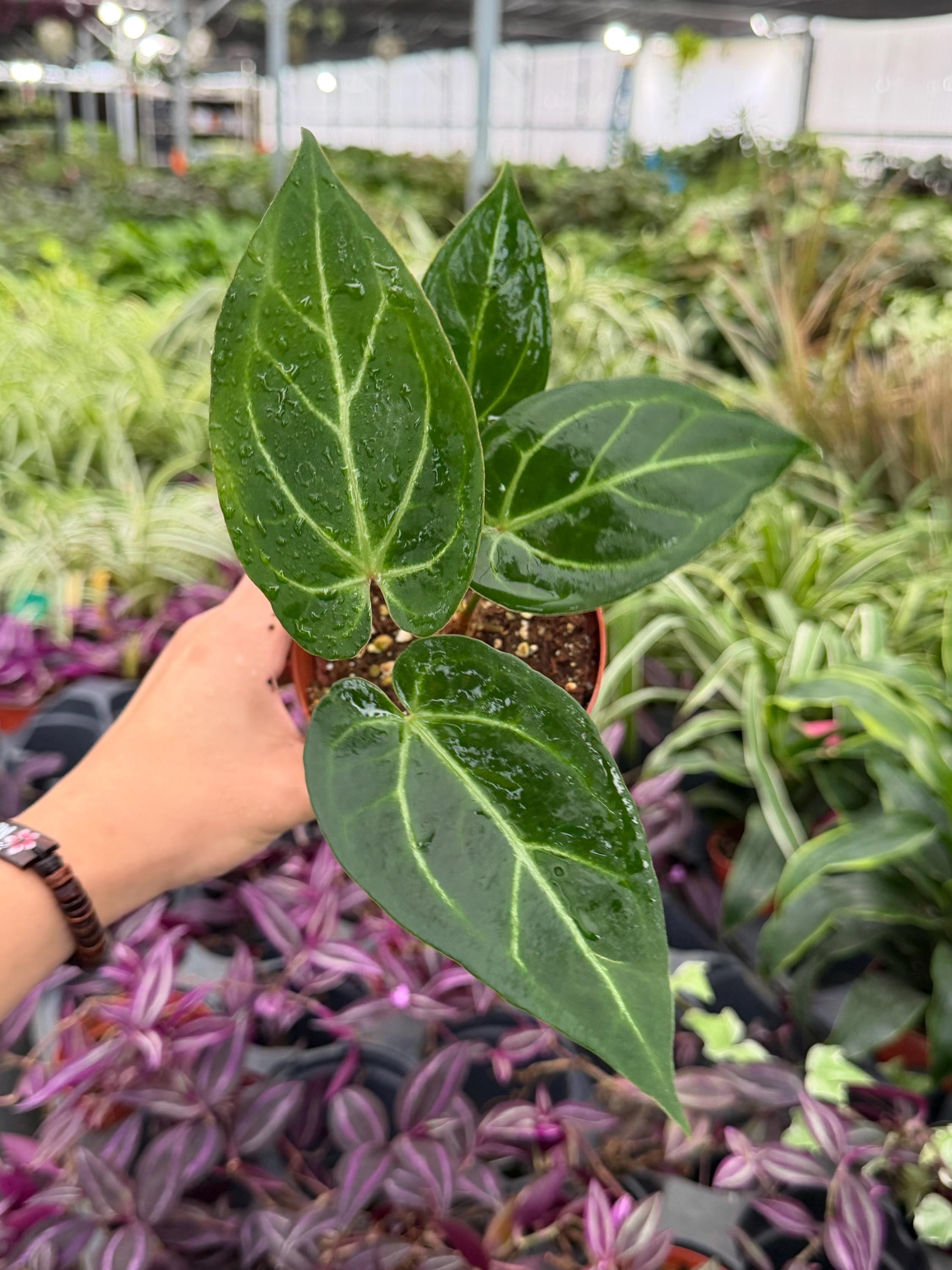 Subsignatum Anthurium - Etsy