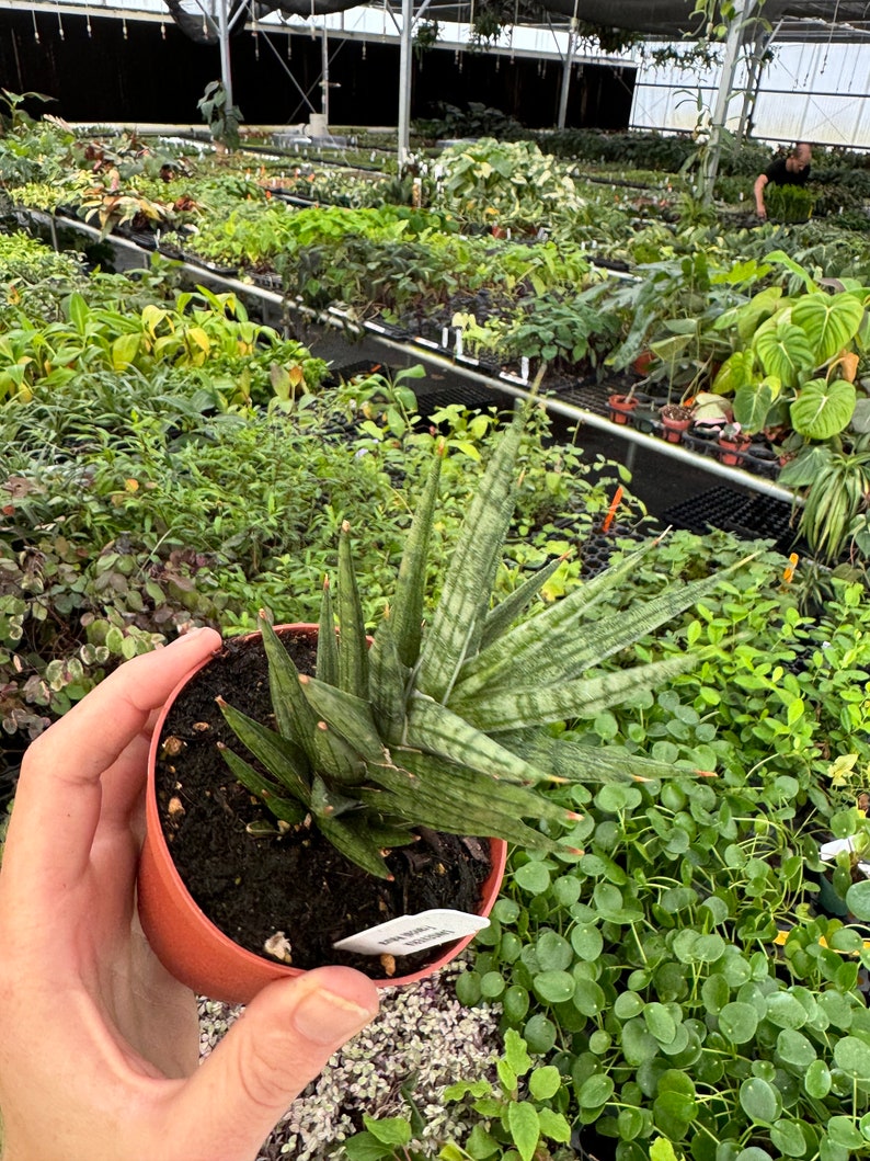 TheGreenEscape Sansevieria francisii - Thumbnail 3
