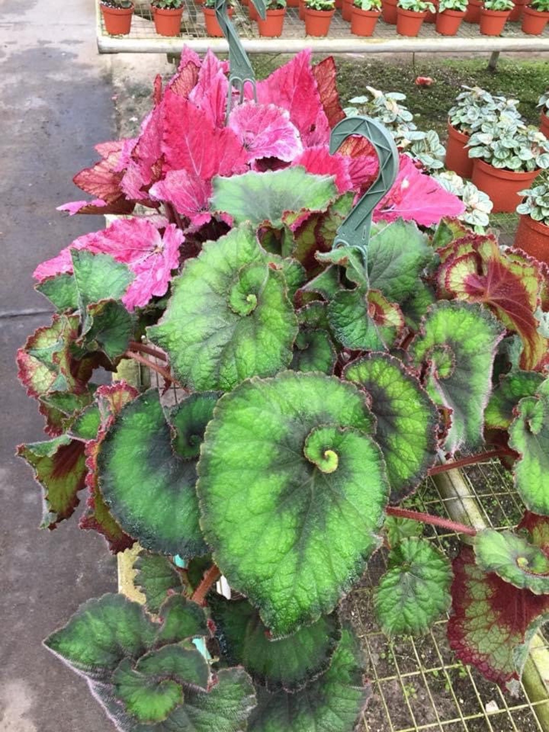 Harmonys Nautilus Begonia Starter Plant ALL STARTER PLANTS Require You
