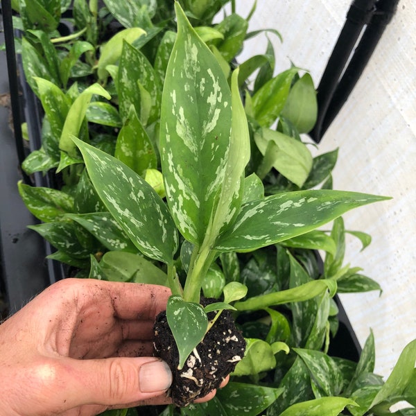 Aglaonema Jade Starter Plant (ALL STARTER PLANTS require you to purchase 2 plants!)