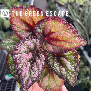 Harmonys Royal majesty begonia Starter Plant (ALL STARTER PLANTS require you to purchase 2 plants!)