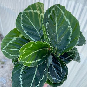 Calathea roseopicta green 4” pot (ALL PLANTS require you to purchase 2 plants!)