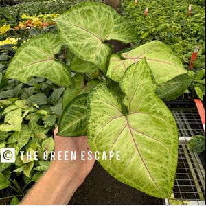 May include: A close-up of a green and white variegated plant with large, heart-shaped leaves. The leaves have a light green and white marbling pattern with pink veins. The plant is being held by a hand, and the text "THE GREEN ESCAPE" is visible in the lower left corner of the image.