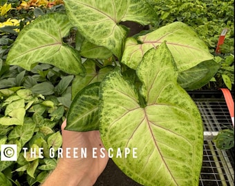Syngonium pink allusion Starter Plant (ALL STARTER PLANTS require you to purchase 2 plants!)