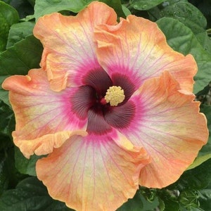 Fiesta del sol hibiscus Starter Plant (ALL STARTER PLANTS require you to purchase 2 plants!)